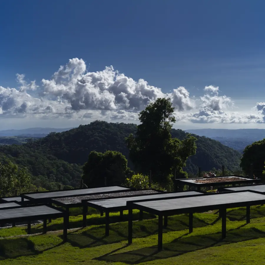 Légendes - Estela PittÍ - Finca Los Cenizos - Geisha Natural Cold Fermentation | Terres de Café | Vente en ligne
