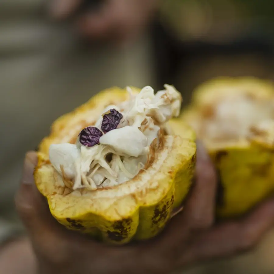 Specialty cocoa | TDC X ENCUENTRO Les Violetas 70% Salvador - Chocolate Bar -75g | Online Shop