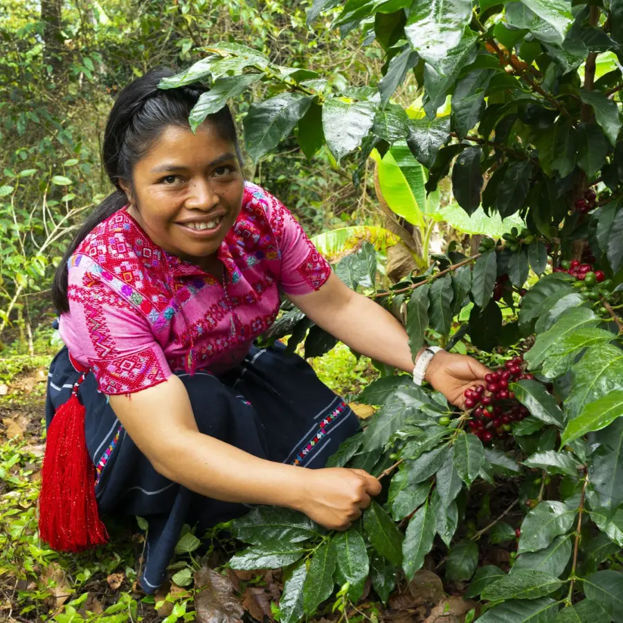 Specialty coffee | La Familia Vazquez I Online sale