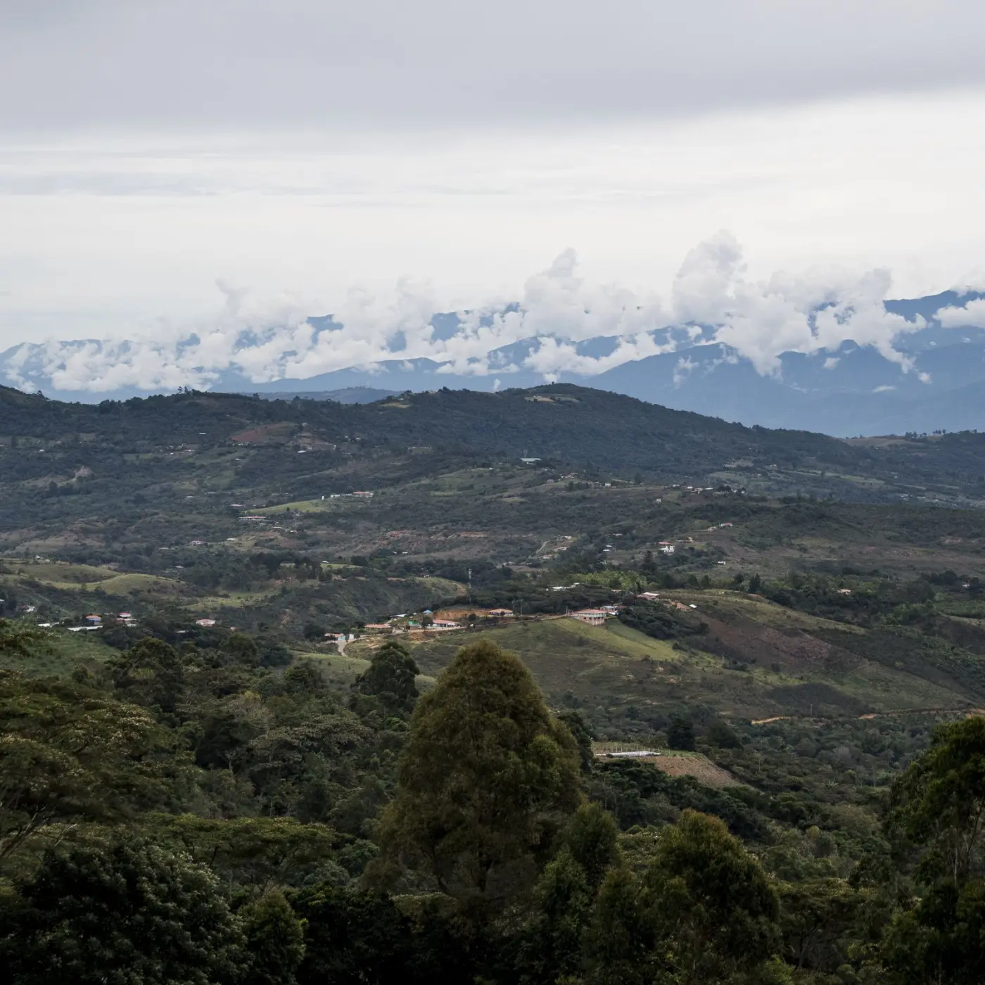 Café de spécialité | Café Granja La Esperanza - Bourbon Pointu | Vente en Ligne