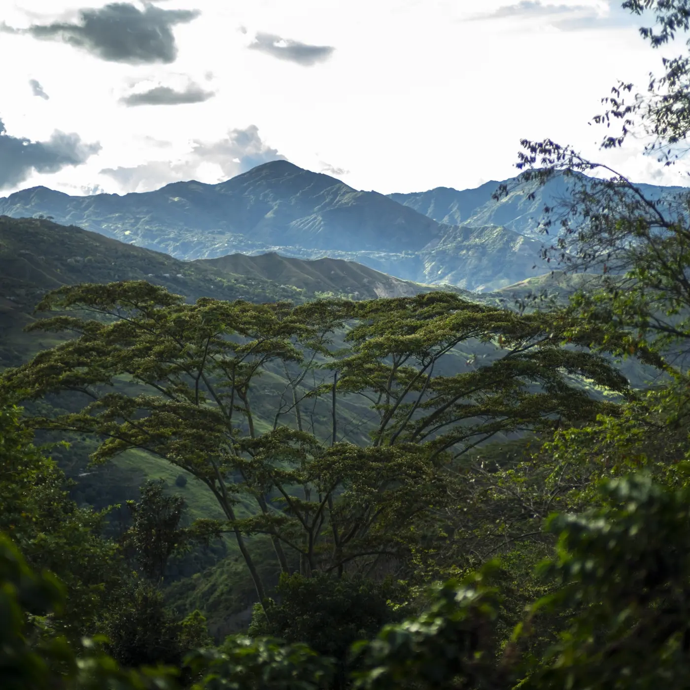Café de spécialité | Café Finca Santa Maria Caturra - Lavé | Vente en Ligne
