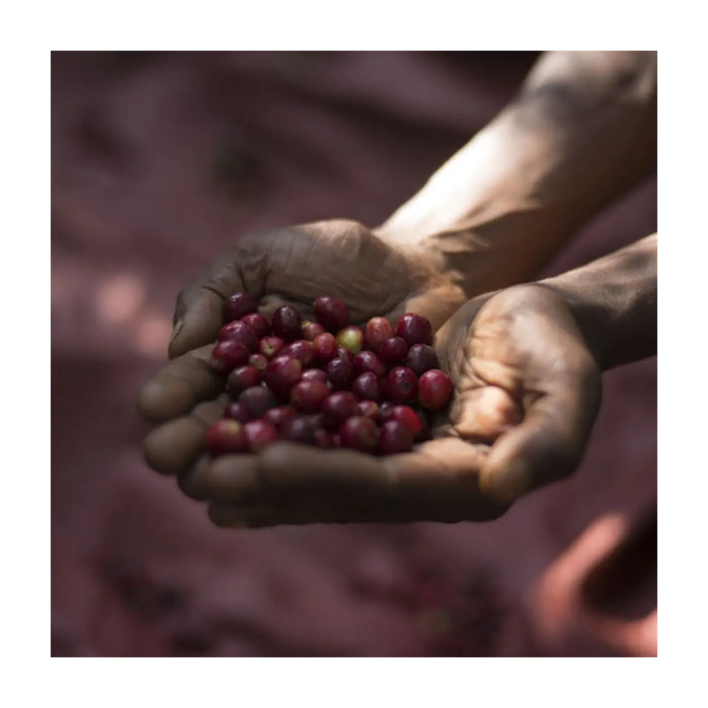 café de spécialité Terres de café - Café Guji Highland Bio