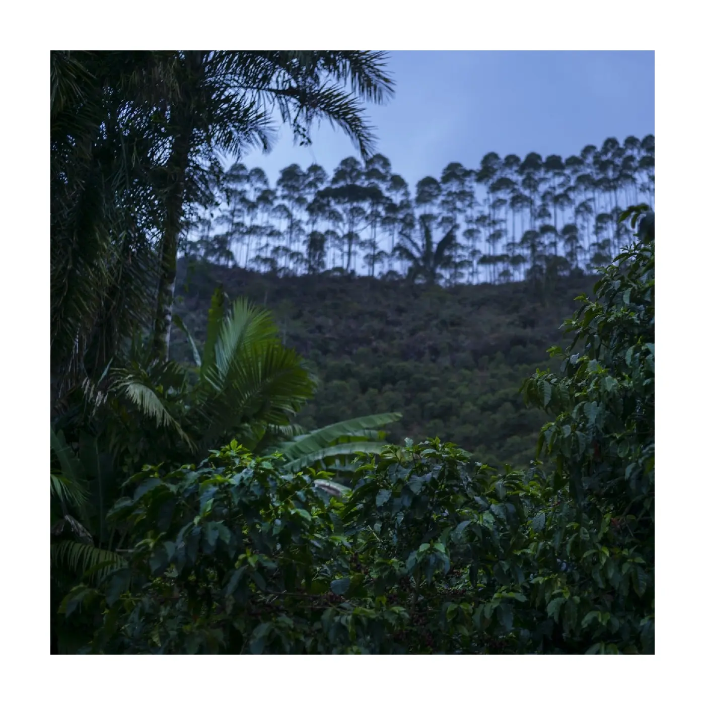 Specialty coffee by Terres de Café - Coffee Boa Vista