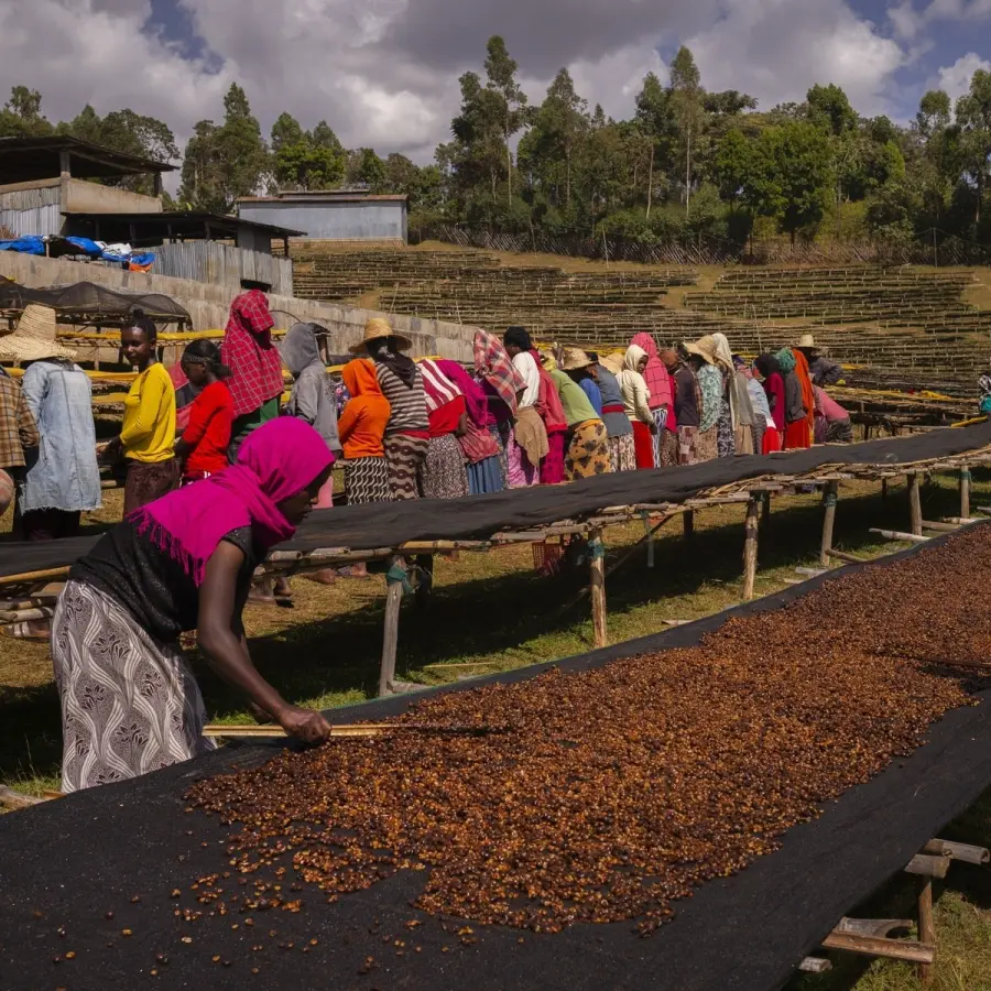Specialty coffee by Terres de Café - Coffee Dukale - Alo Heirloom Red Honey