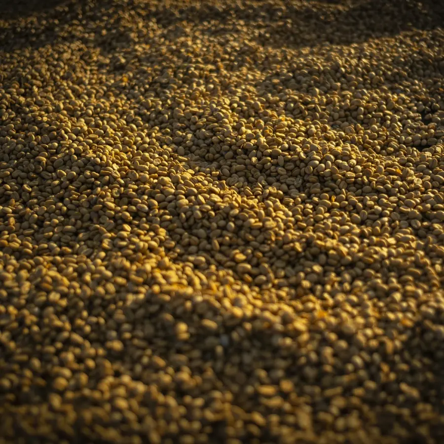 Specialty coffee by Terres de Café - Coffee Oreti