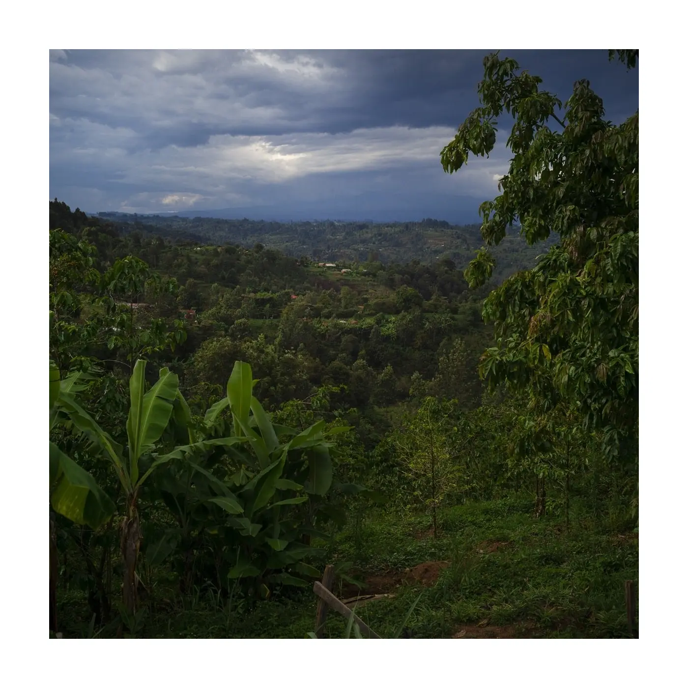 café de spécialité Terres de café - Parcelles KG - Kenya