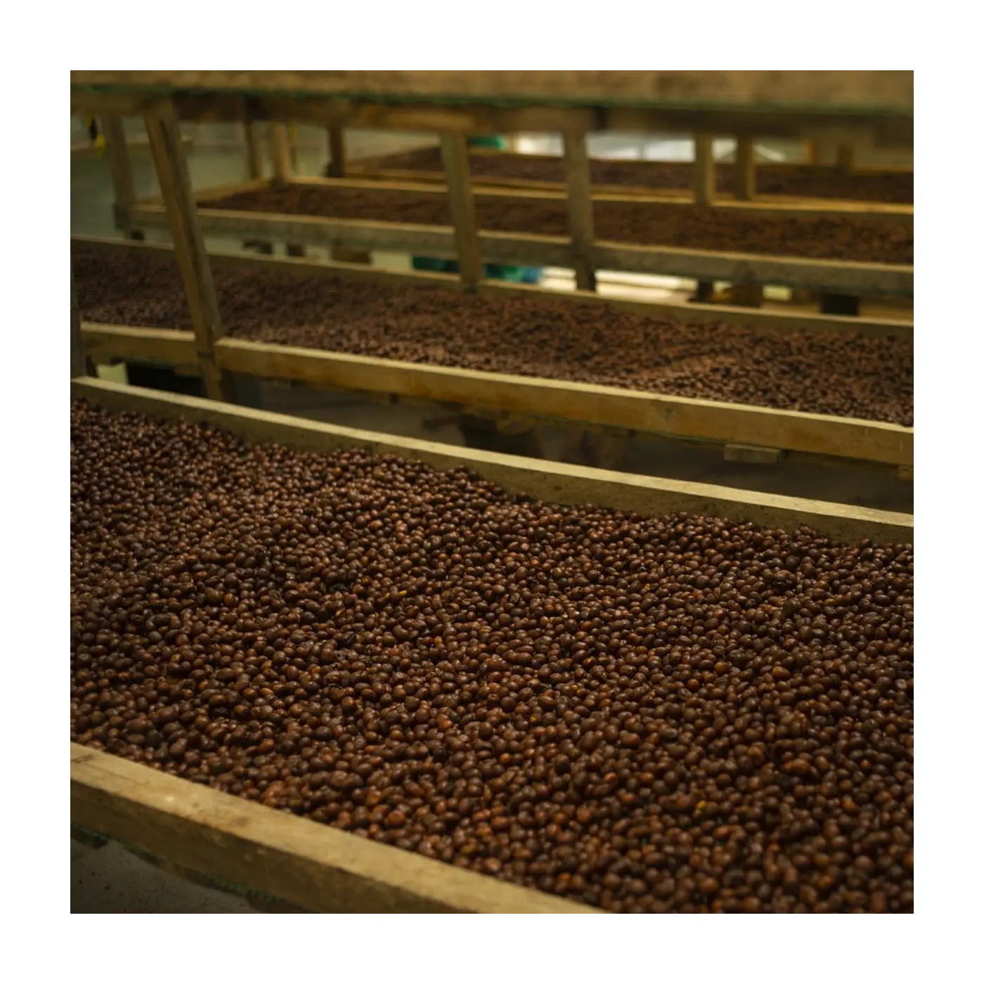 Specialty coffee by Terres de Café - copy of Terrazas Del Pisque Sidra Washed - 150g