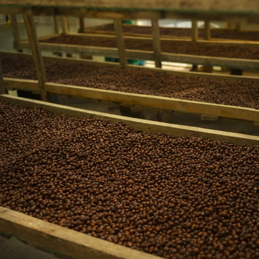 Parcelles - Ecuador| Speciality Coffee | Buy Online