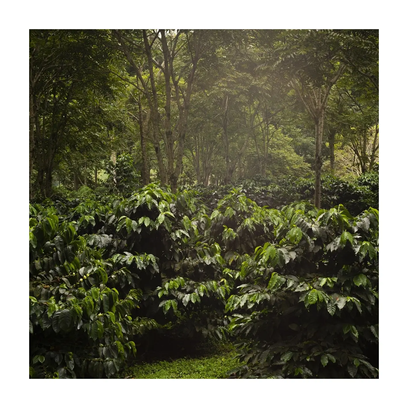 Specialty coffee by Terres de Café - copy of Terrazas Del Pisque Sidra Washed - 150g