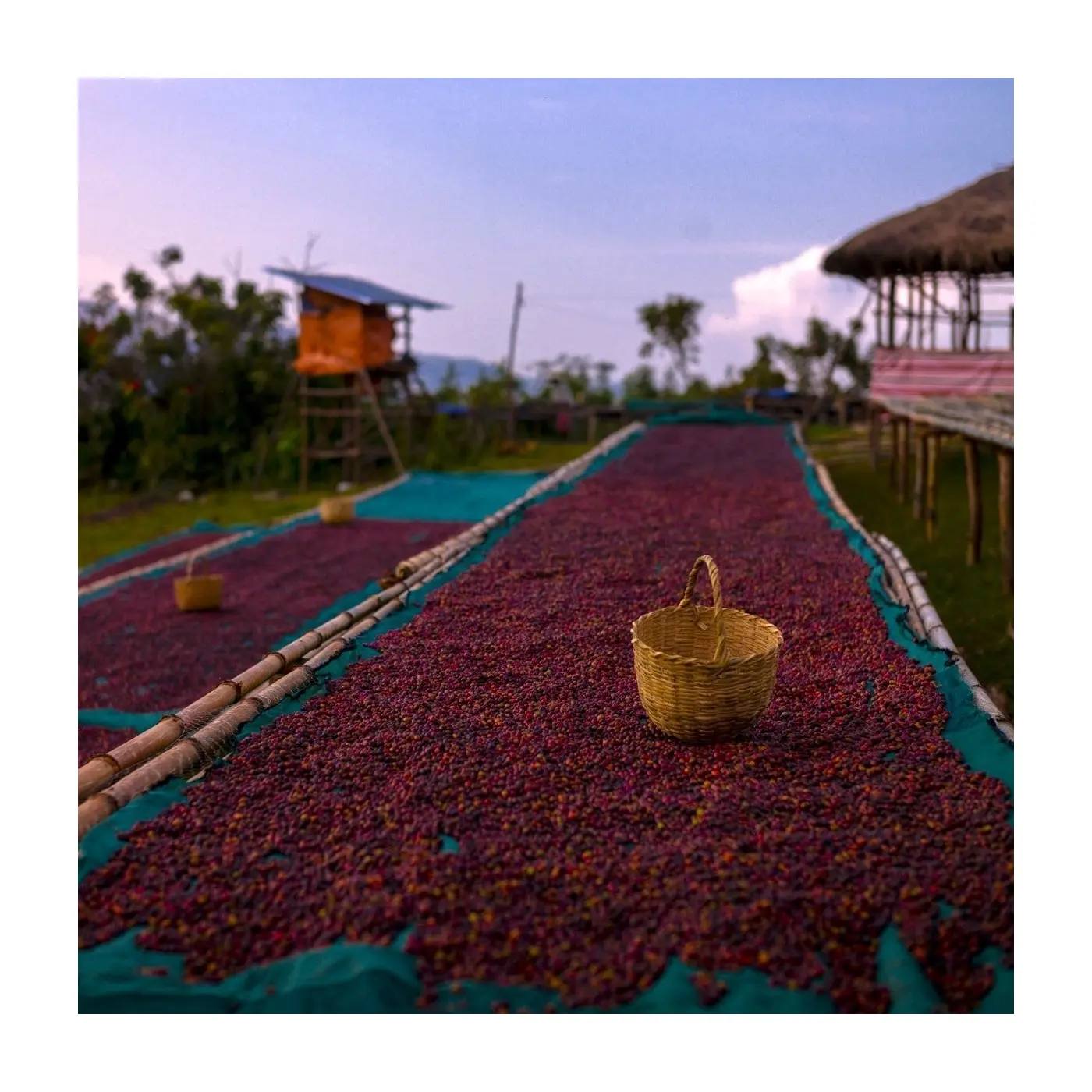 café de spécialité Terres de café - Café Yirgacheffe Chelbesa Bio - Fully washed