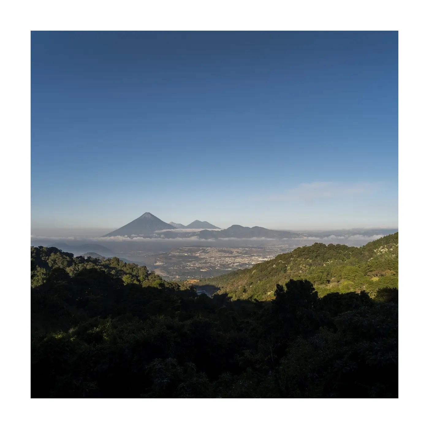 Specialty coffee by Terres de Café - Coffee El Morito Geisha - Anaerobic Washed
