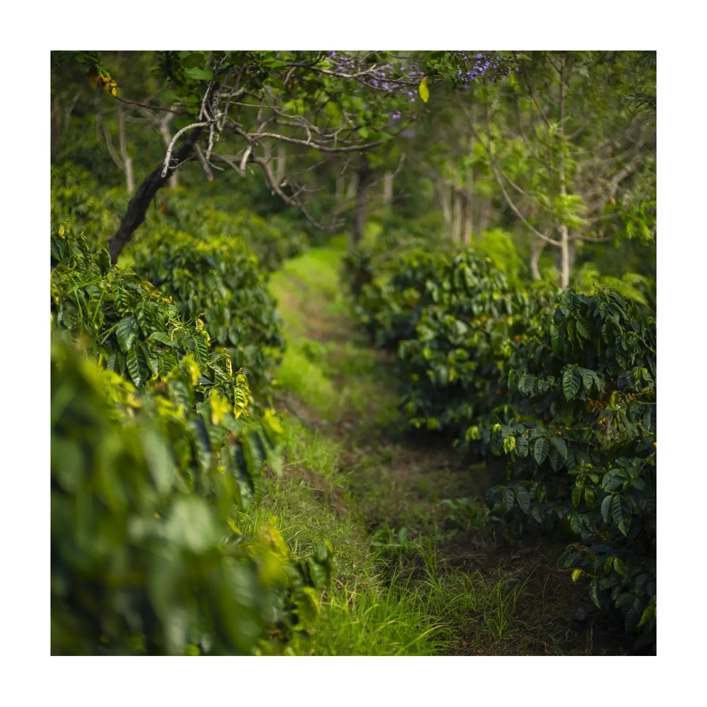 Café de spécialité | Café El Morito Pacamara Fully Washed | Vente en ligne