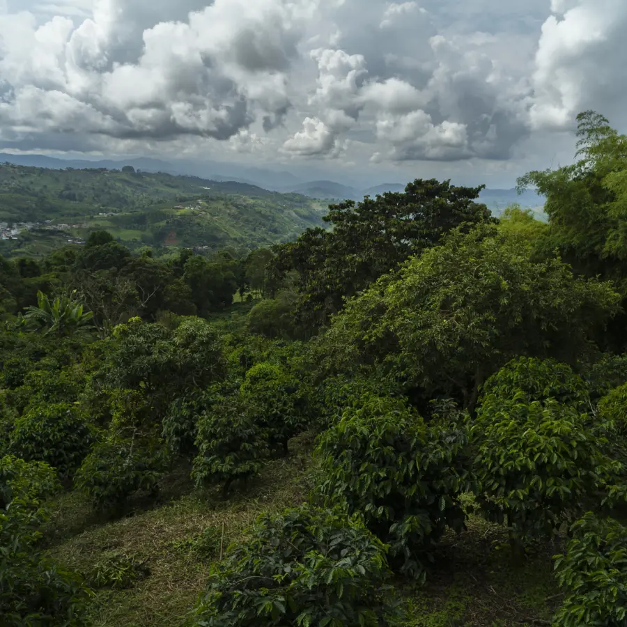 Legends - Paul Doyle - La Mikava - Colombia | Terres de Café | Online Shop