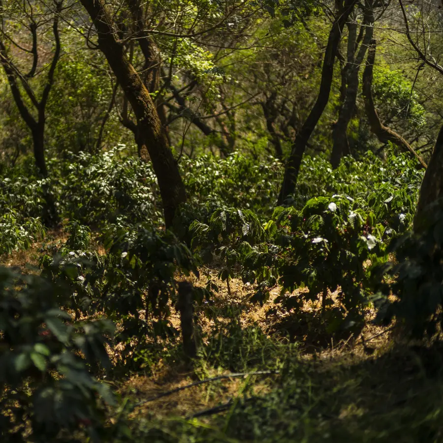 Légendes - Finca Gascon Geisha Lactic| Terres de Café | Online sale