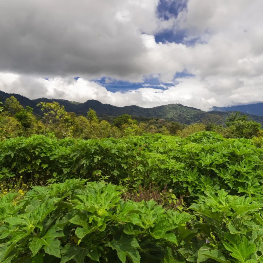 Legends Hunter Tedman - Black Moon Farm - Chiroso Anaerobic Natural | Coffee Lands | Online Sales