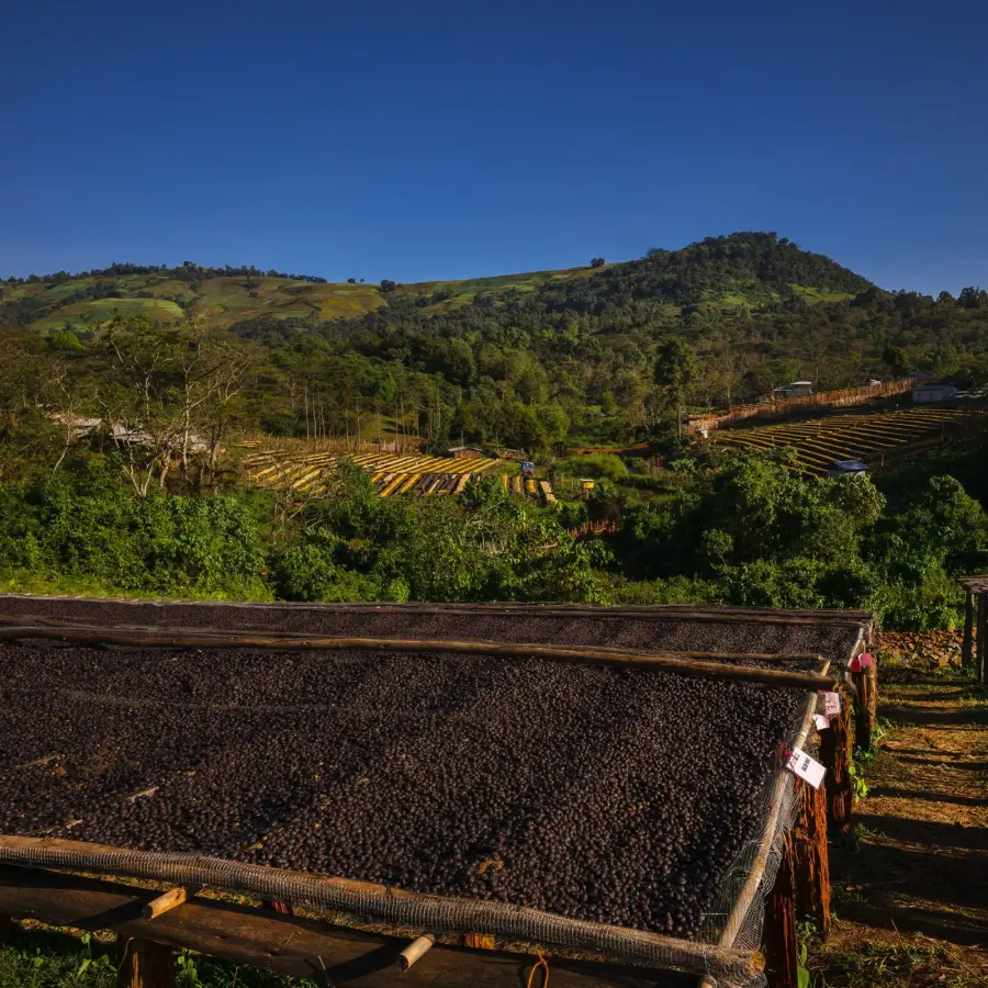 Coffee Heirloom Wallaga | Speciality Coffee | Buy Online