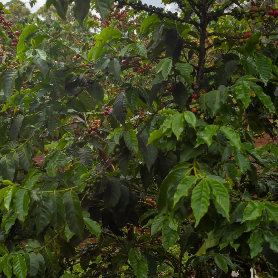 Coffee Barista kg | Speciality Coffee | Buy Online