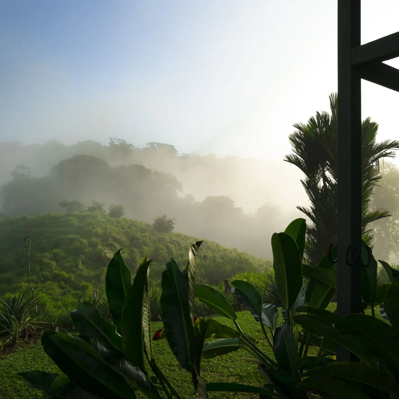 Coffee Volcan Azul Caturra | Speciality Coffee | Buy Online
