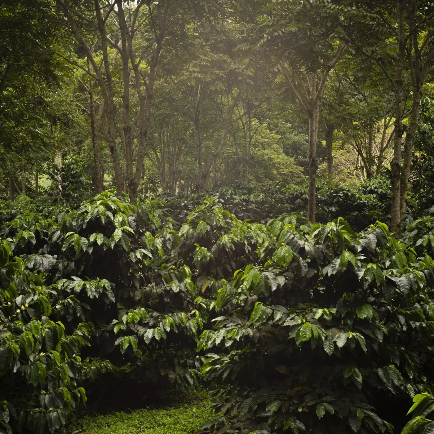 Café de spécialité | Café The Forest KG | Vente en Ligne