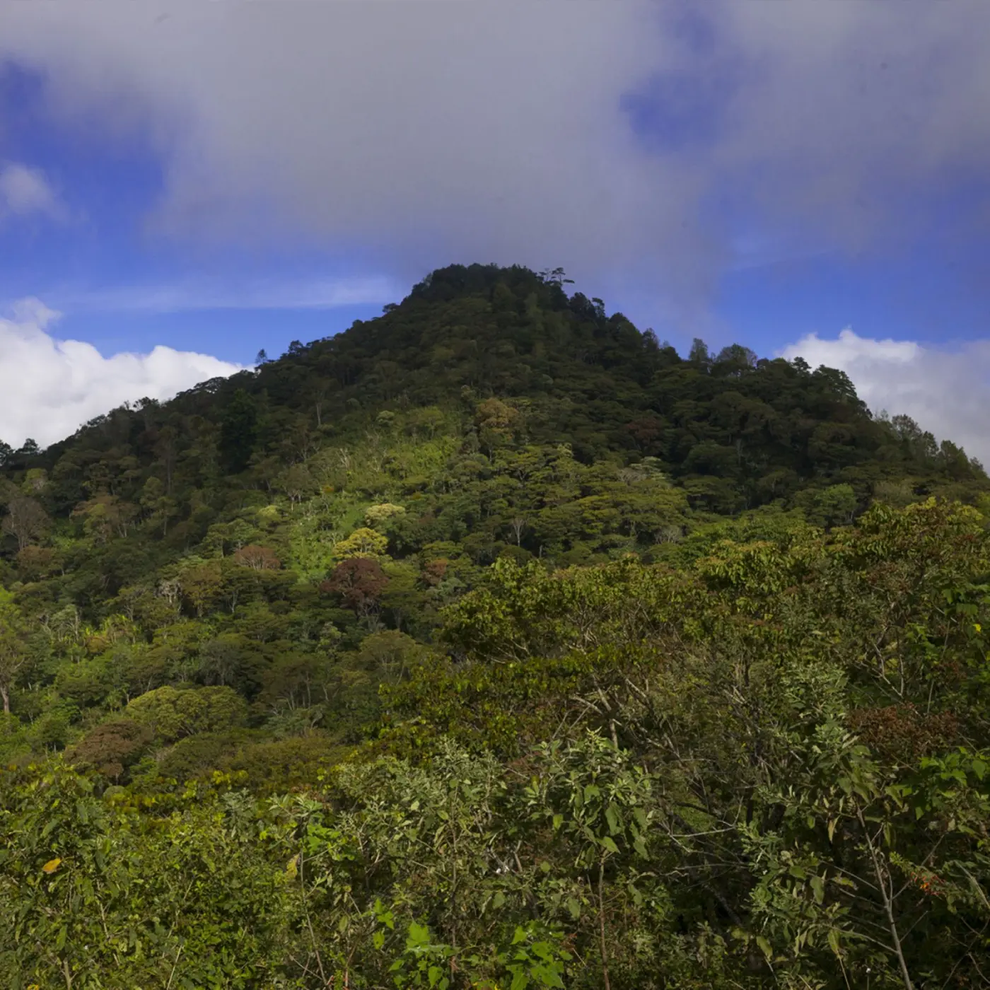 Café de Spécialité| Café Dipilto Viejo KG | Vente en Ligne