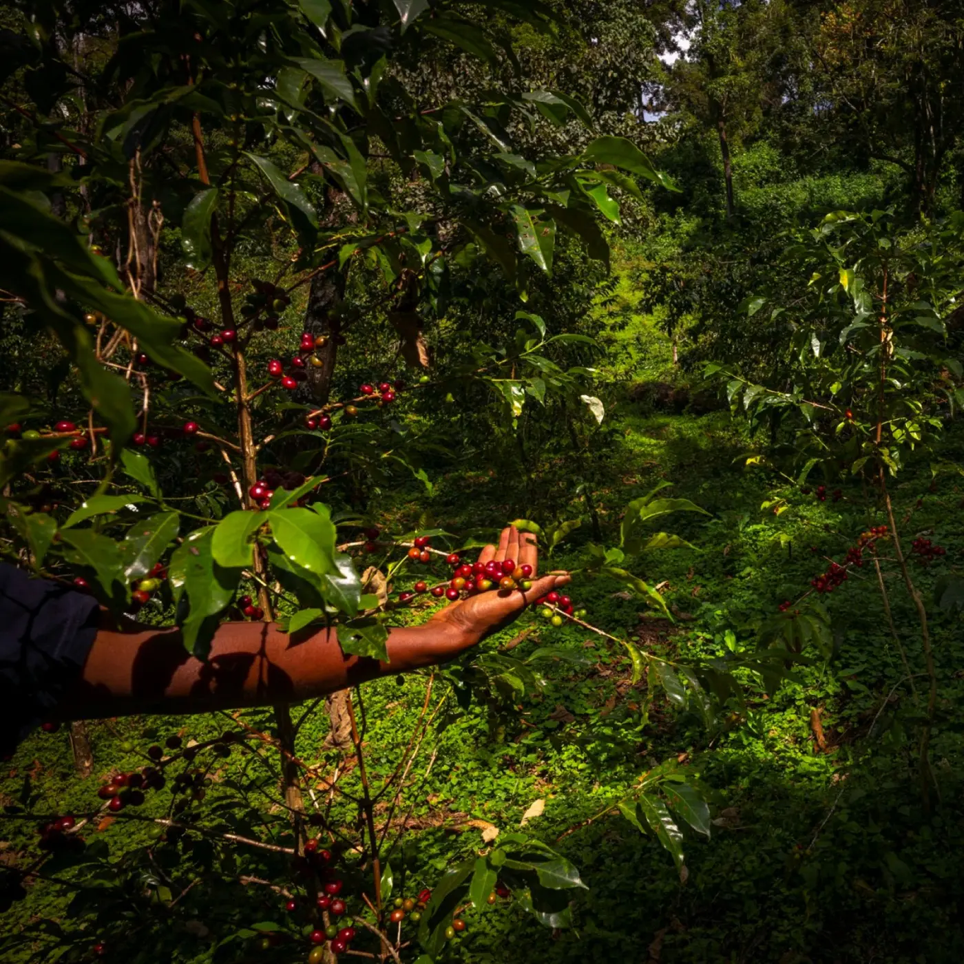 Coffee KSF Goma Forest | Speciality Coffee | Buy online