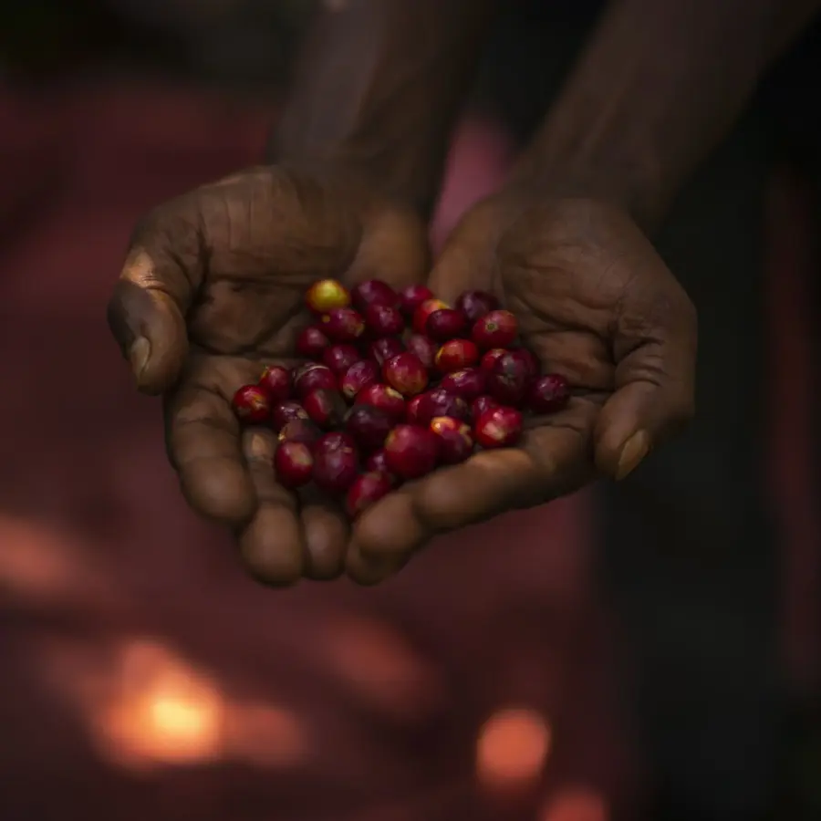Coffee Organic Yeti Moka - Kg | Speciality Coffee | Buy Online