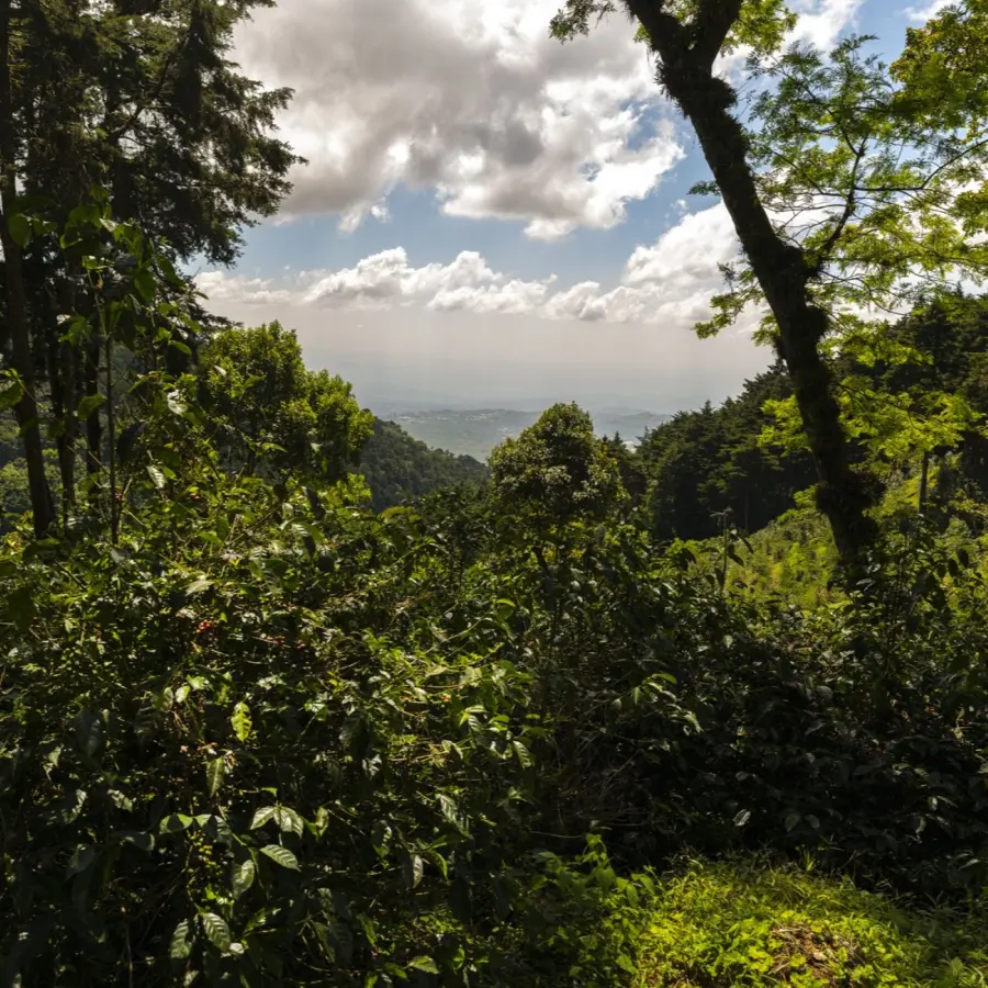 Légendes Miguel Angel Villacencio - Finca la Pacaya -"Kenia" SL28 Natural | Terres de Café | Vente en ligne