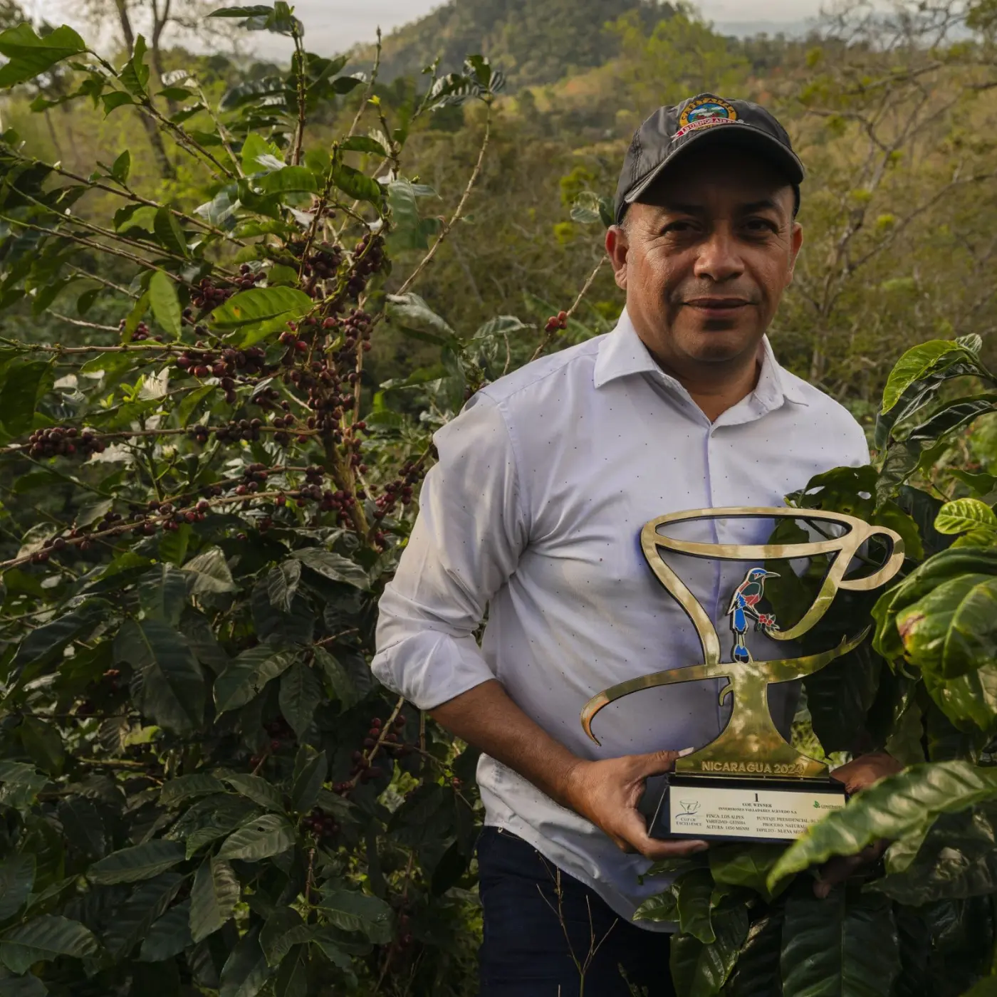 Café de spécialité | Café Finca la Laguna - Parainema Washed | Vente en Ligne