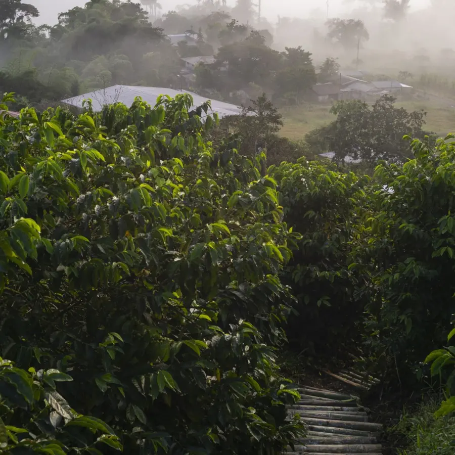 Specialty coffee |Café La Josefina Sidra Anaerobic Washed| Online Shop