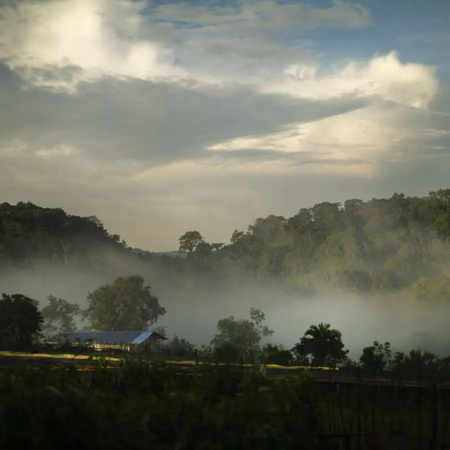 Coffee Tatmara Plantation - Washed| Speciality Coffee | Buy Online