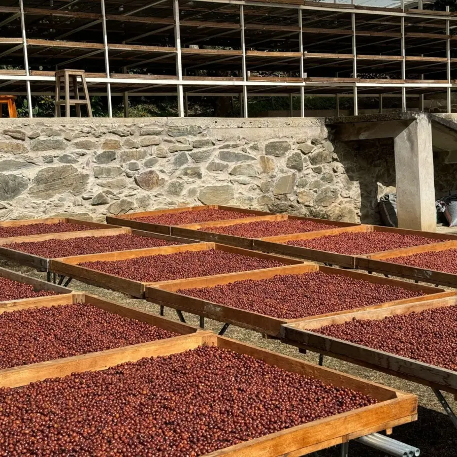 Specialty coffees | La Margarita - Bourbon Washed - Légendes | Online Shop