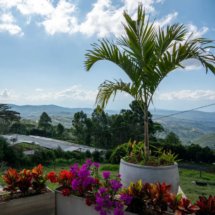 Specialty Coffee I Altos de Bijao Geisha Coffee | Online Sales
