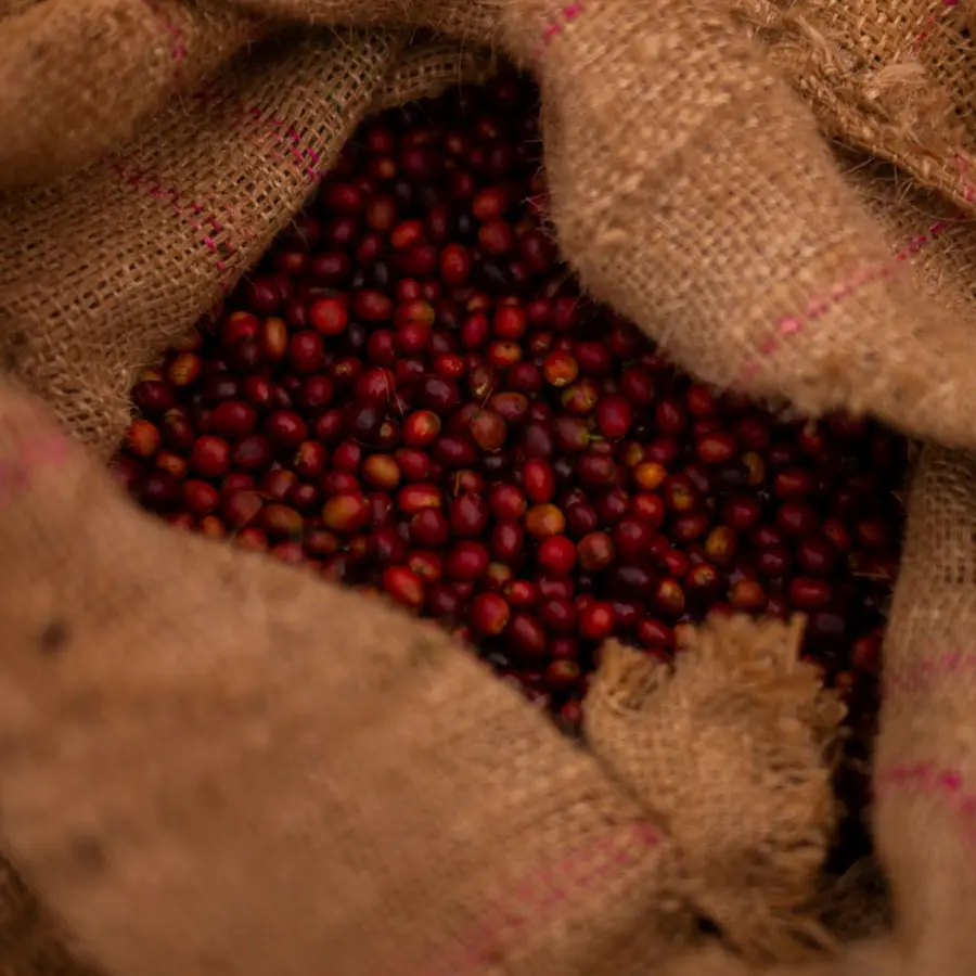 Coffee The Forest | Speciality Coffee | Buy Online