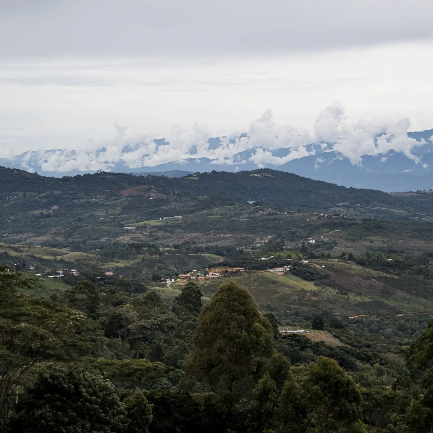 Speciality Coffee | Las Flores - Chiroso| Beans & Ground Specialty, Gourmet Coffee - Buy Online
