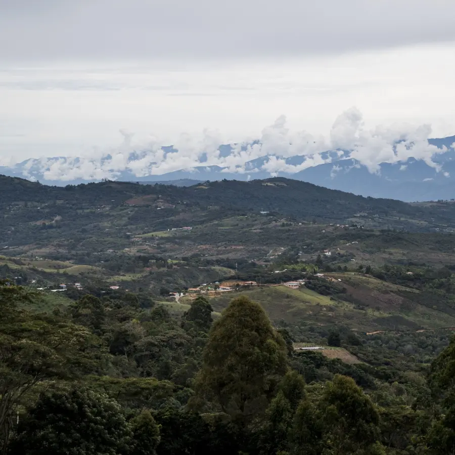Speciality Coffee | Las Flores - Chiroso| Beans & Ground Specialty, Gourmet Coffee - Buy Online