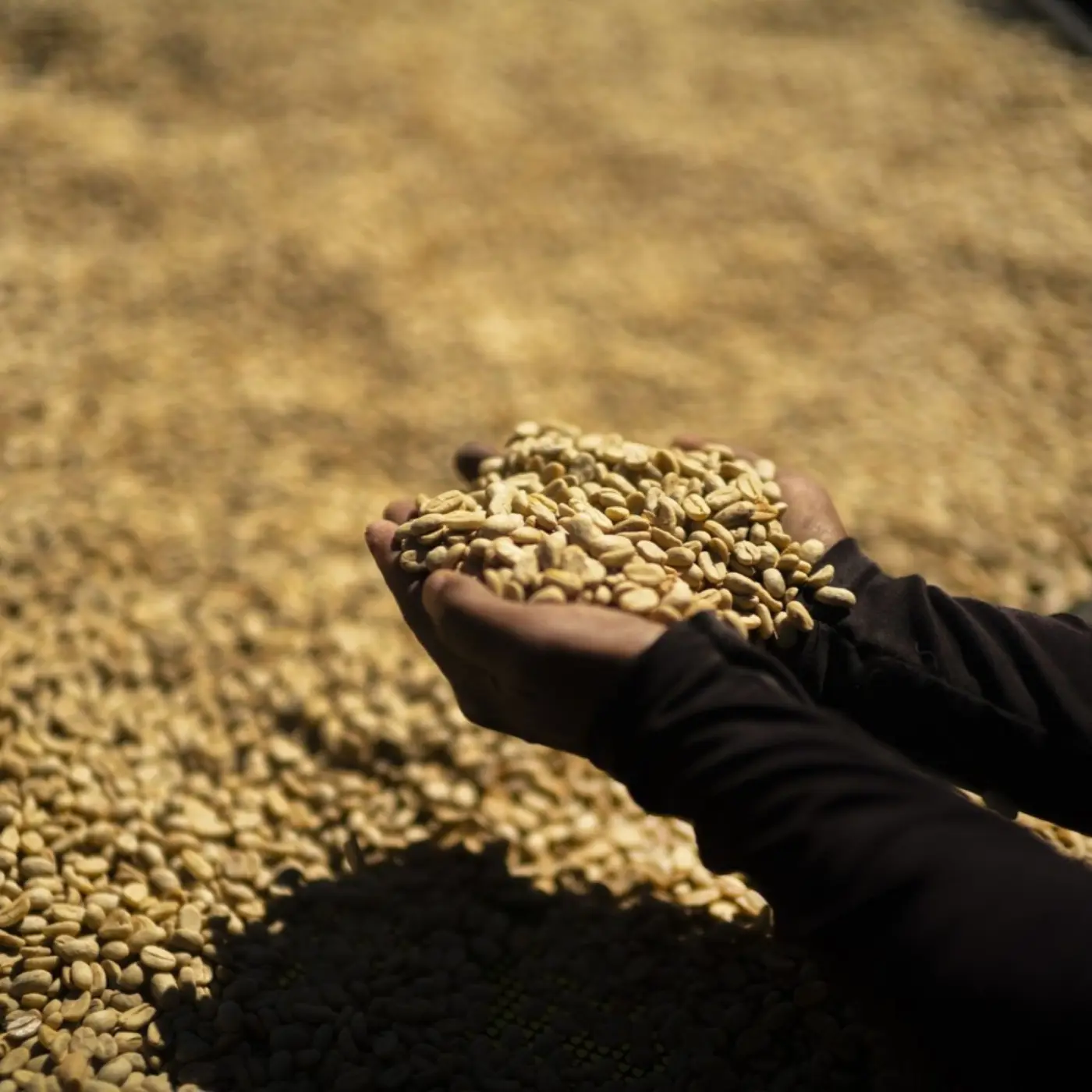 Legends - Ratibor & Tessie Hartmann - Mi Finquita - Geisha Natural | Coffee Lands | Online Sales