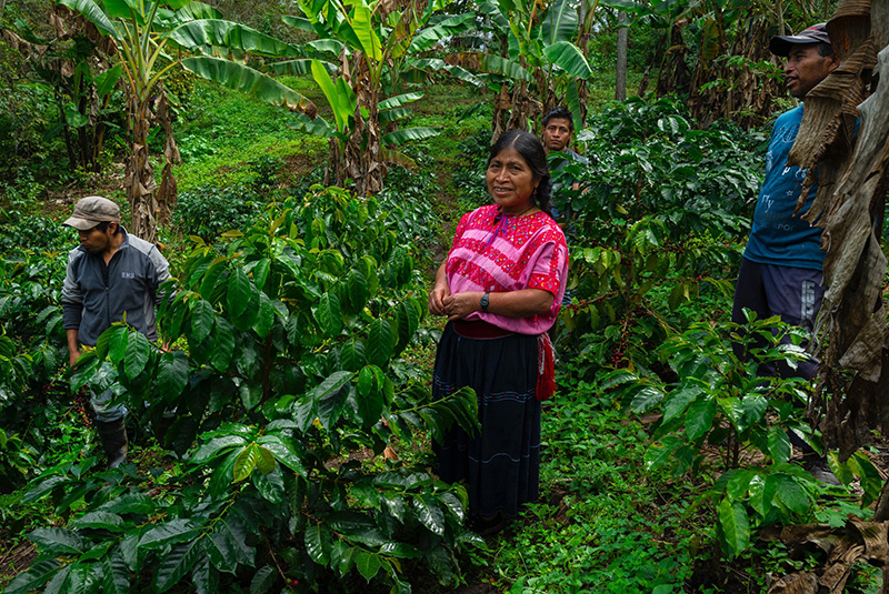 Famille Vasquez Santíz dans sa plantation