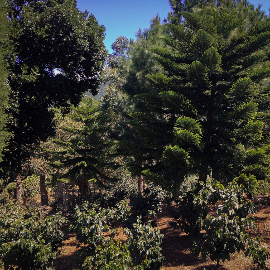The best lots from the best farm in Costa Rica!