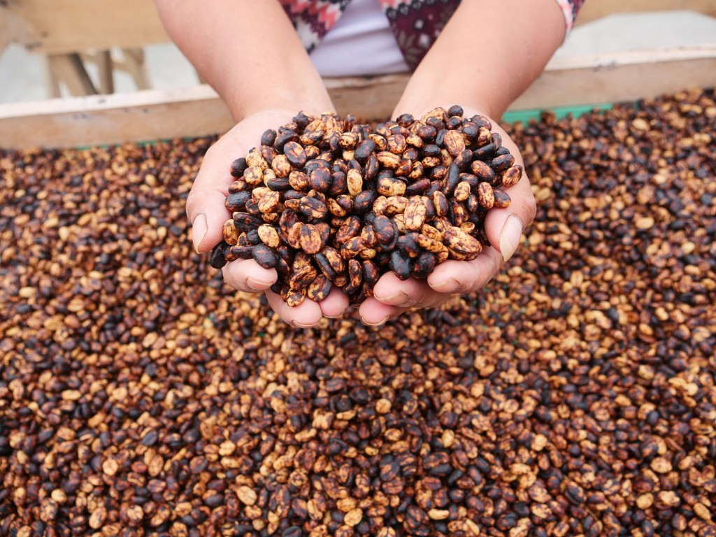 QU'EST-CE QU'UN CAFÉ GRAND CRU ?